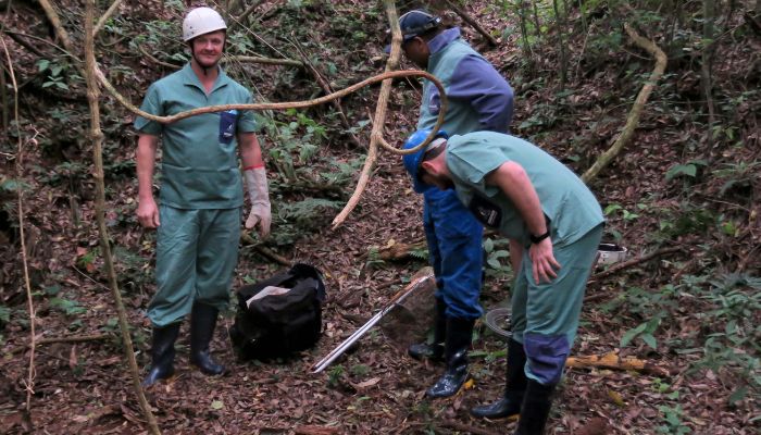  Morcegos e vacinação: ações da Adapar protegem rebanhos e saúde pública contra a raiva
